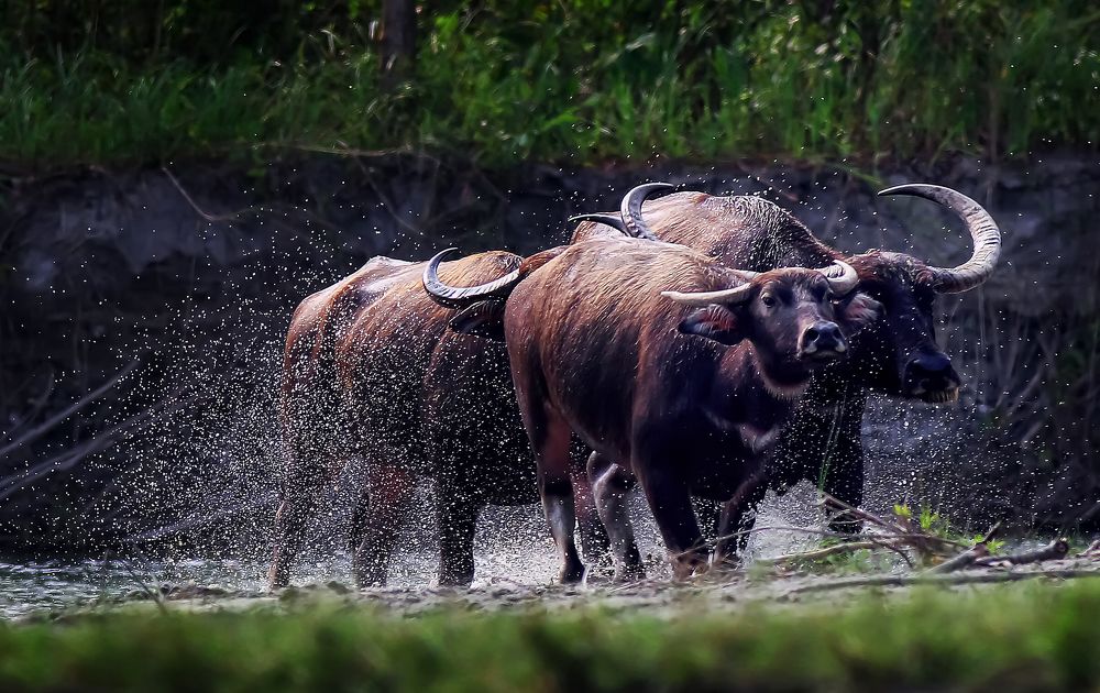 The horny wild buffalo