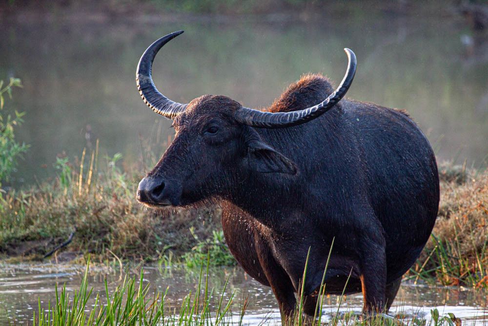 Photograph by Senadheera Danushka