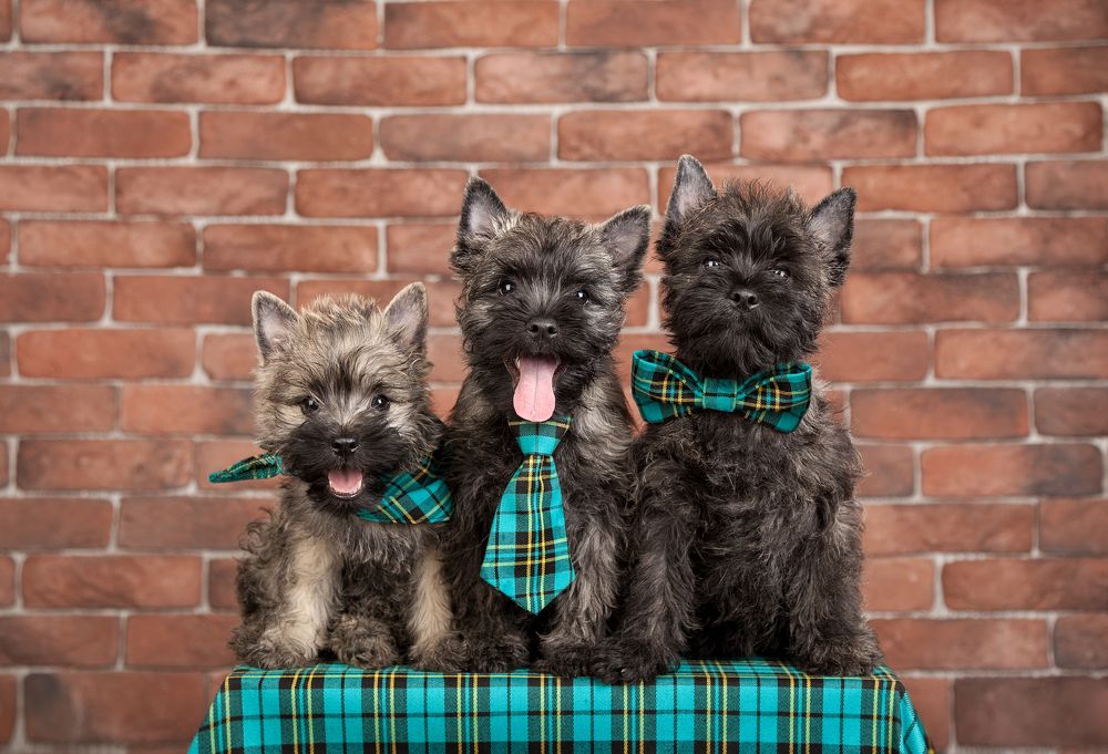 Три сестры.