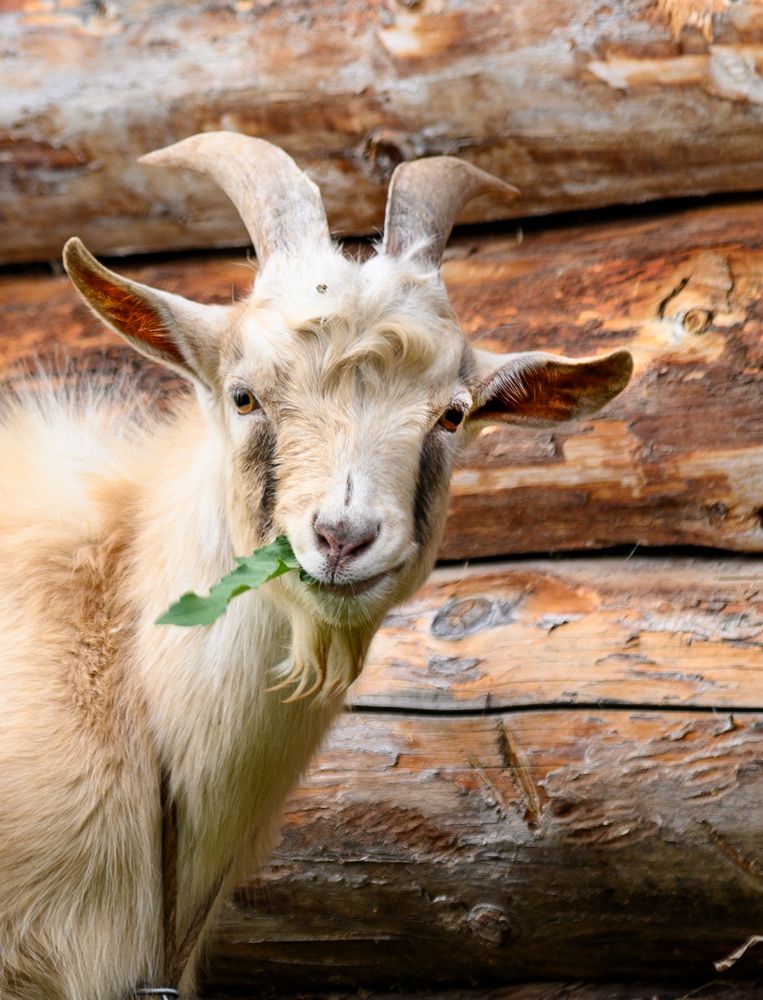 Photograph by Галина Патрушева