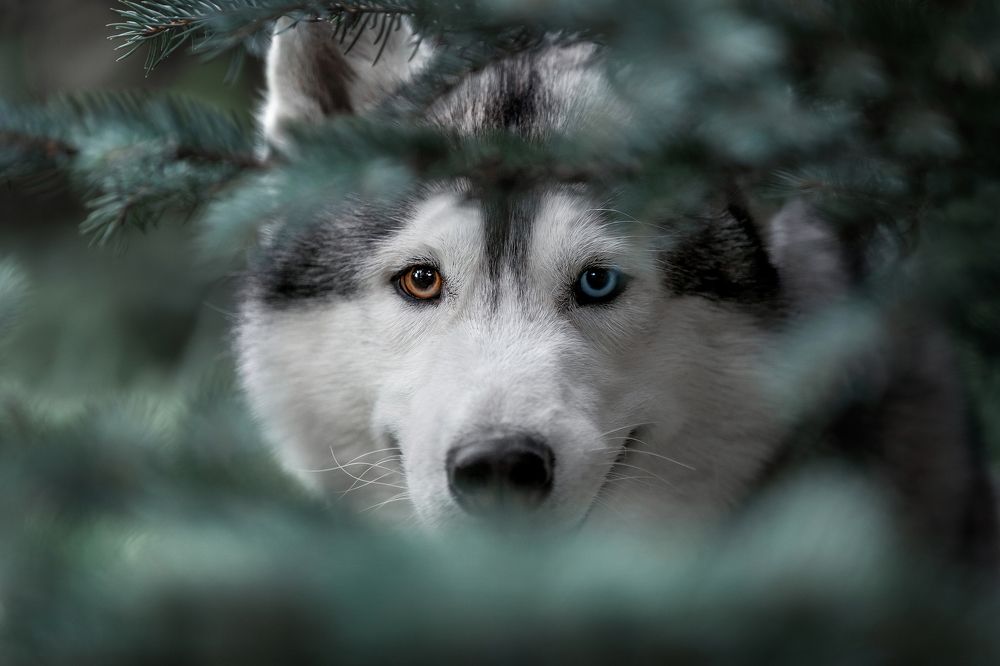 Photograph by Ольга Смирнова