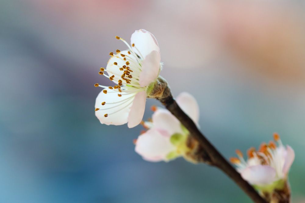 Simplicity in a flower