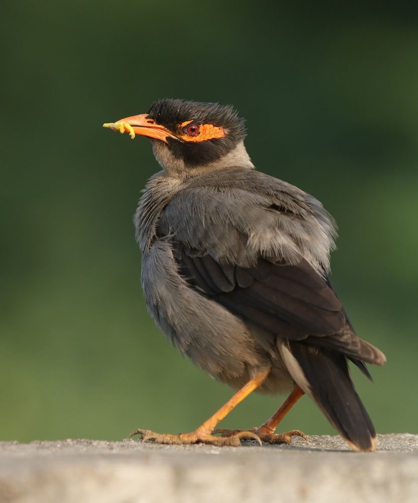 Fluffy Bank Myna
