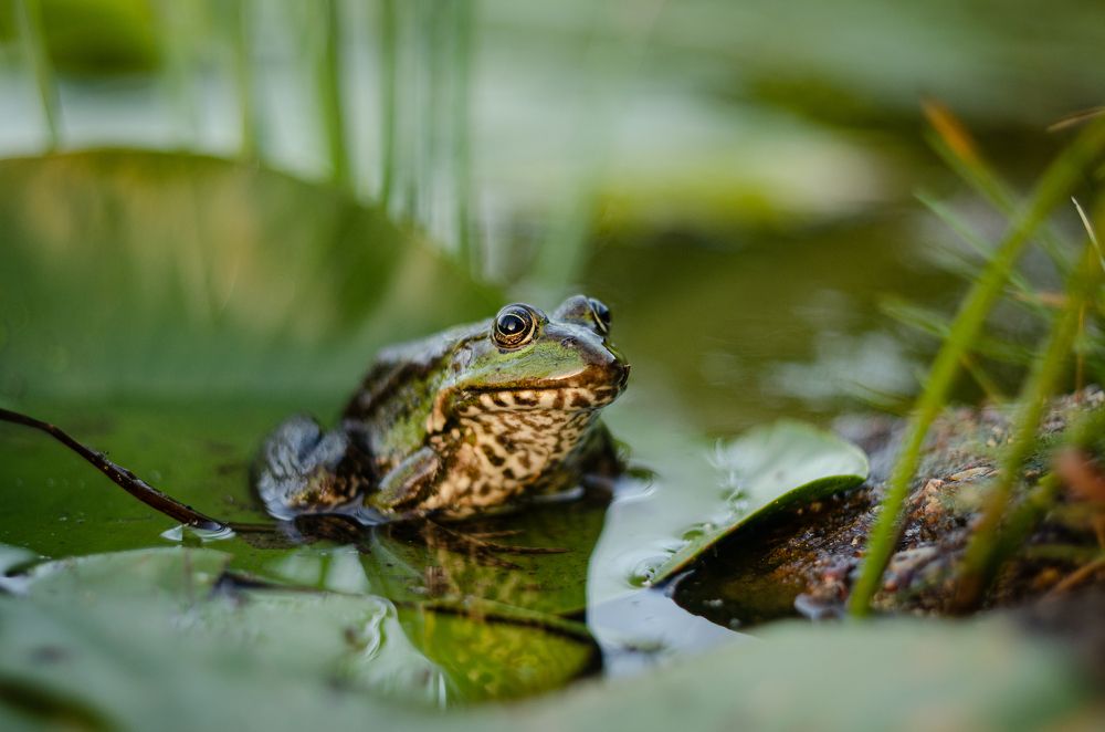 Фотосессия после концерта