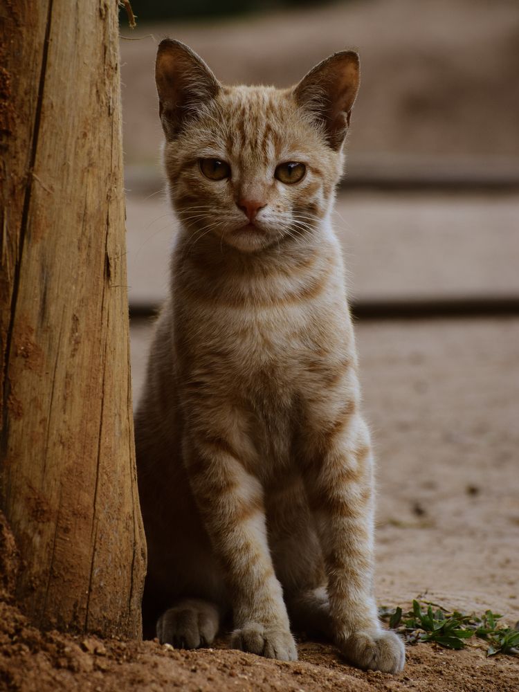 Фотография автора Irshad Alam