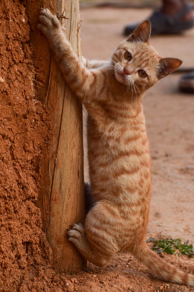 Фотография автора Irshad Alam