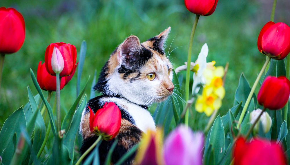 Photograph by Honza Urbánek