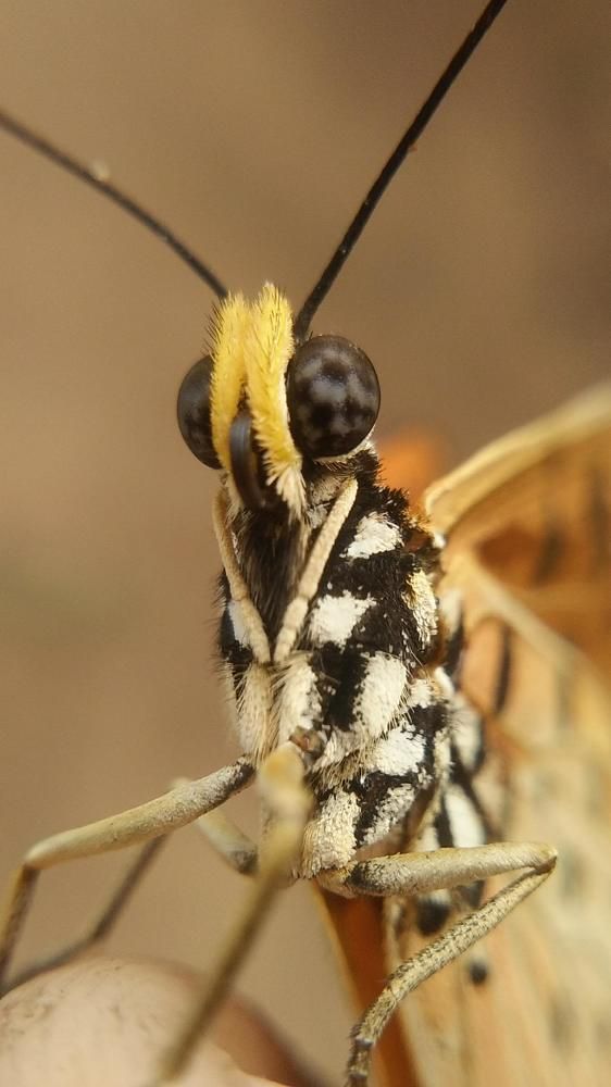 Portrait of a butterfly