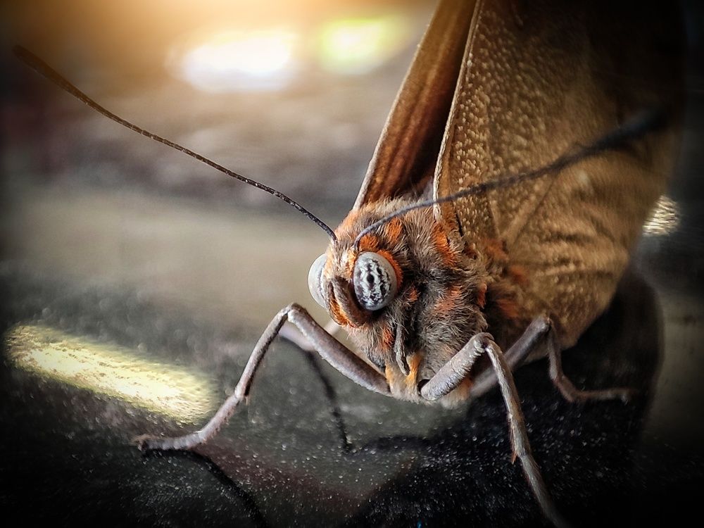 Photograph by João Pedro Silva