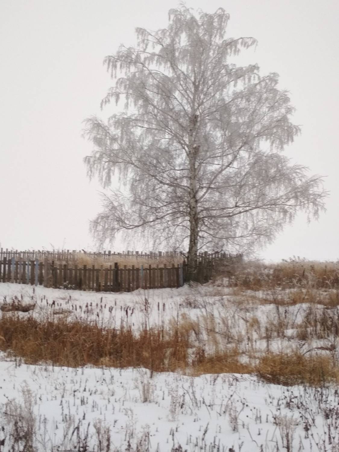 Заснеженная береза