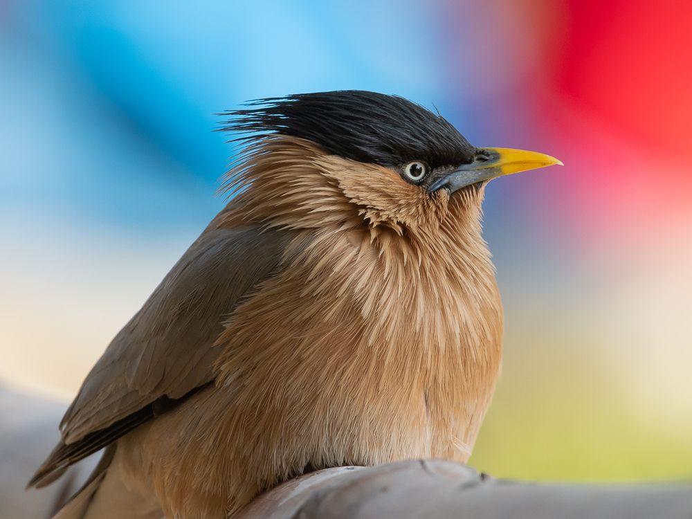 Photograph by Gopesh Mathur