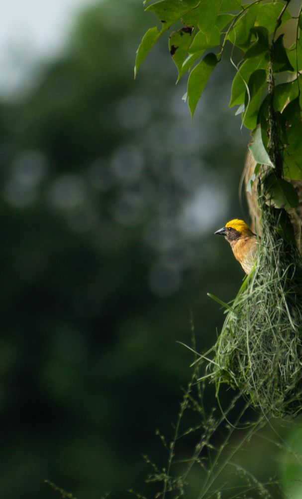 Photograph by Livines Annamalai