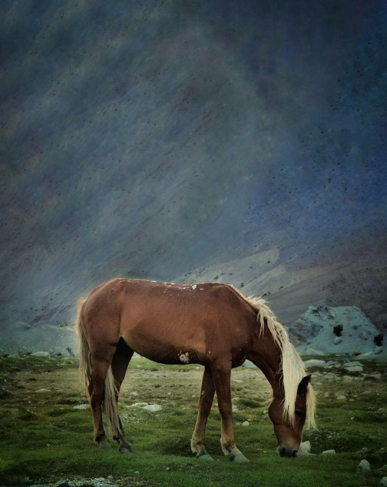 Фотография автора ALI SHAH SYED SHAH ZAIB