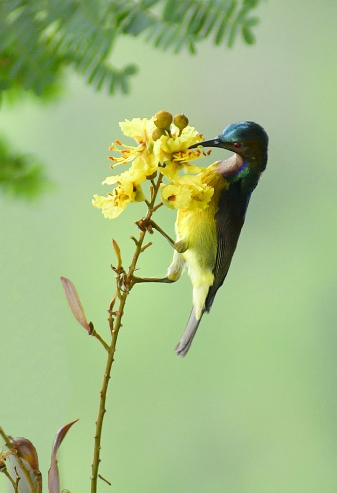 Photograph by Livines Annamalai