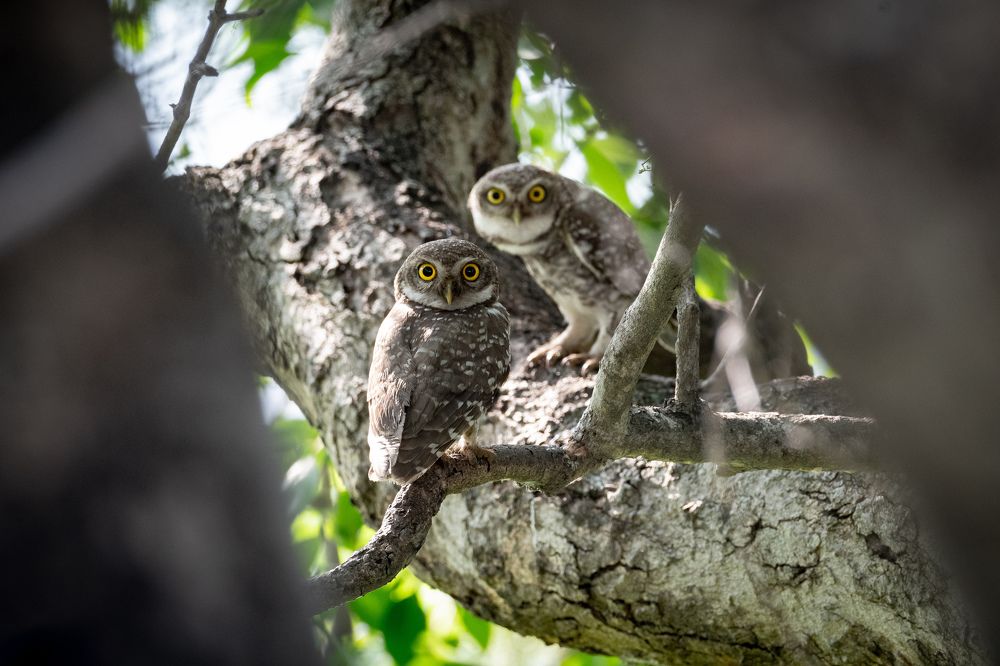 Spotted owlet
