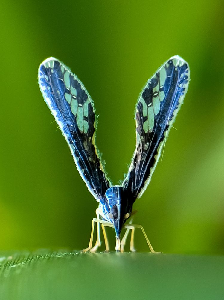 Long winged derbid