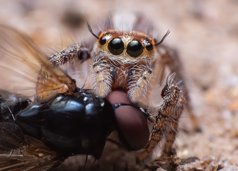 Фотография автора Kiran KV