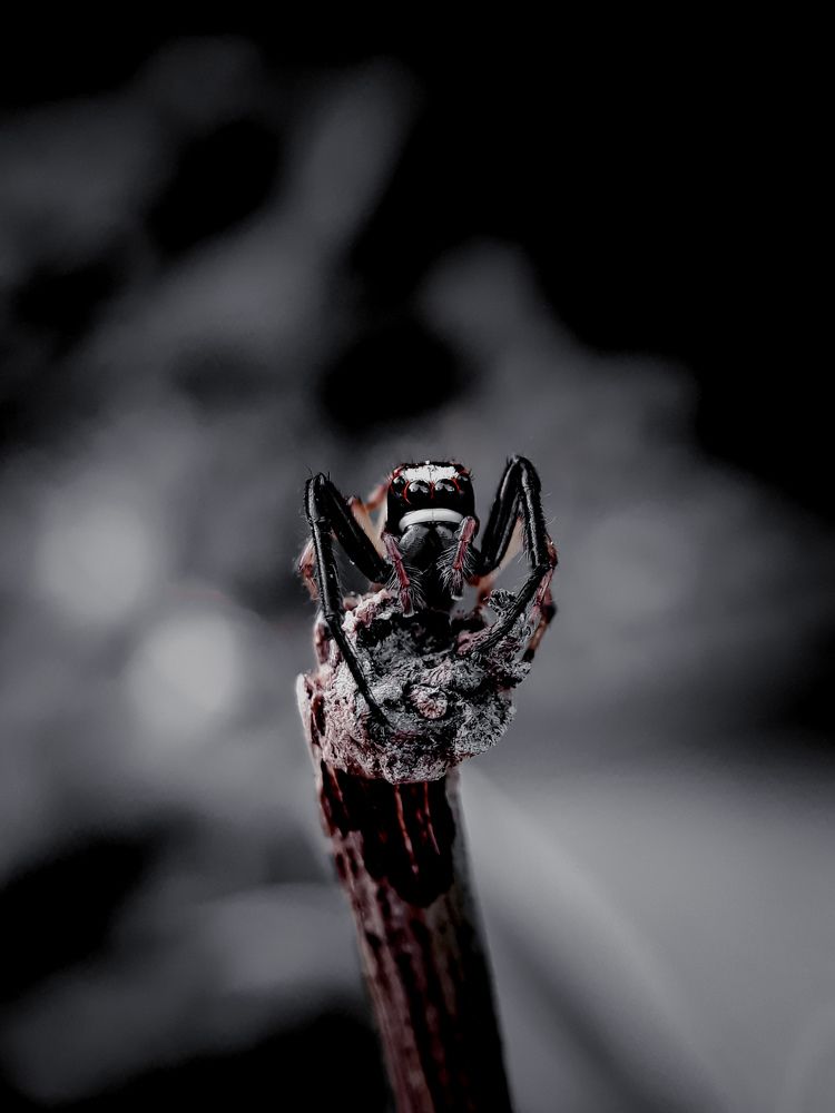 Jumping spider