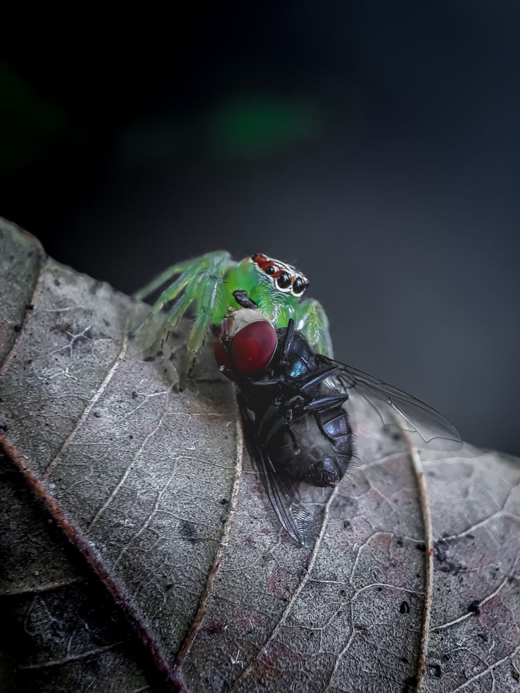 Jumping spider