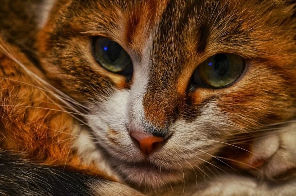 Photograph by Надежда Петрова