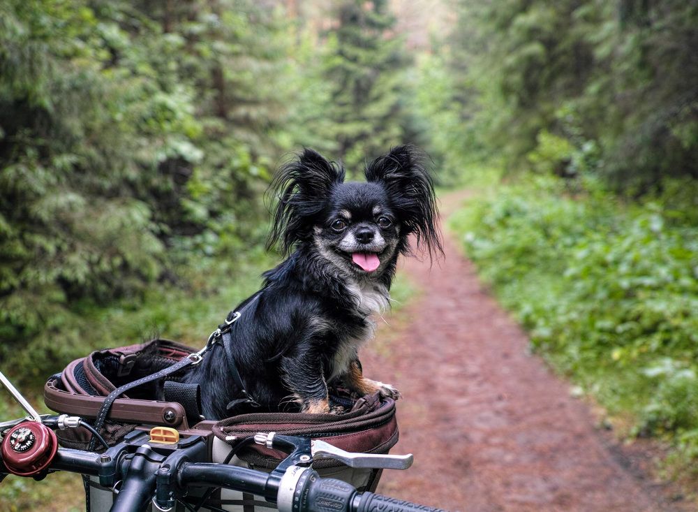 Photograph by Лариса Лофицкая