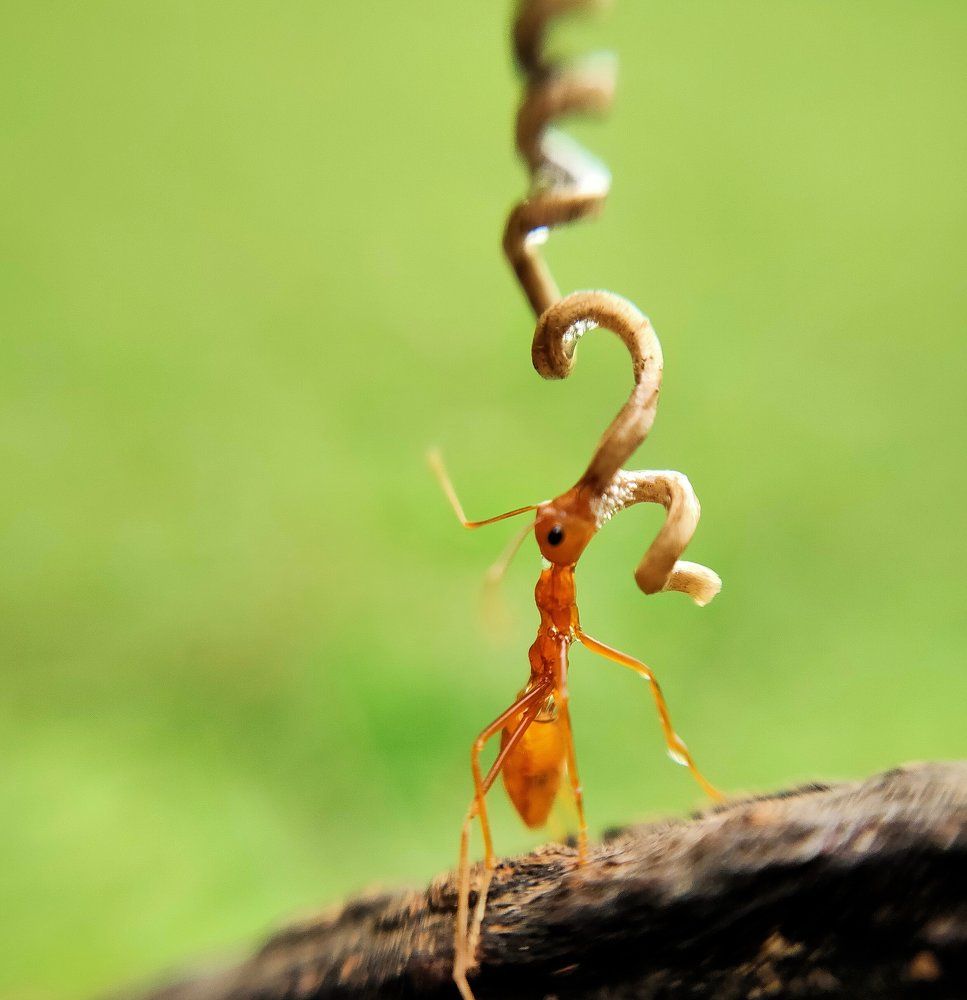 Thirsty ant.
