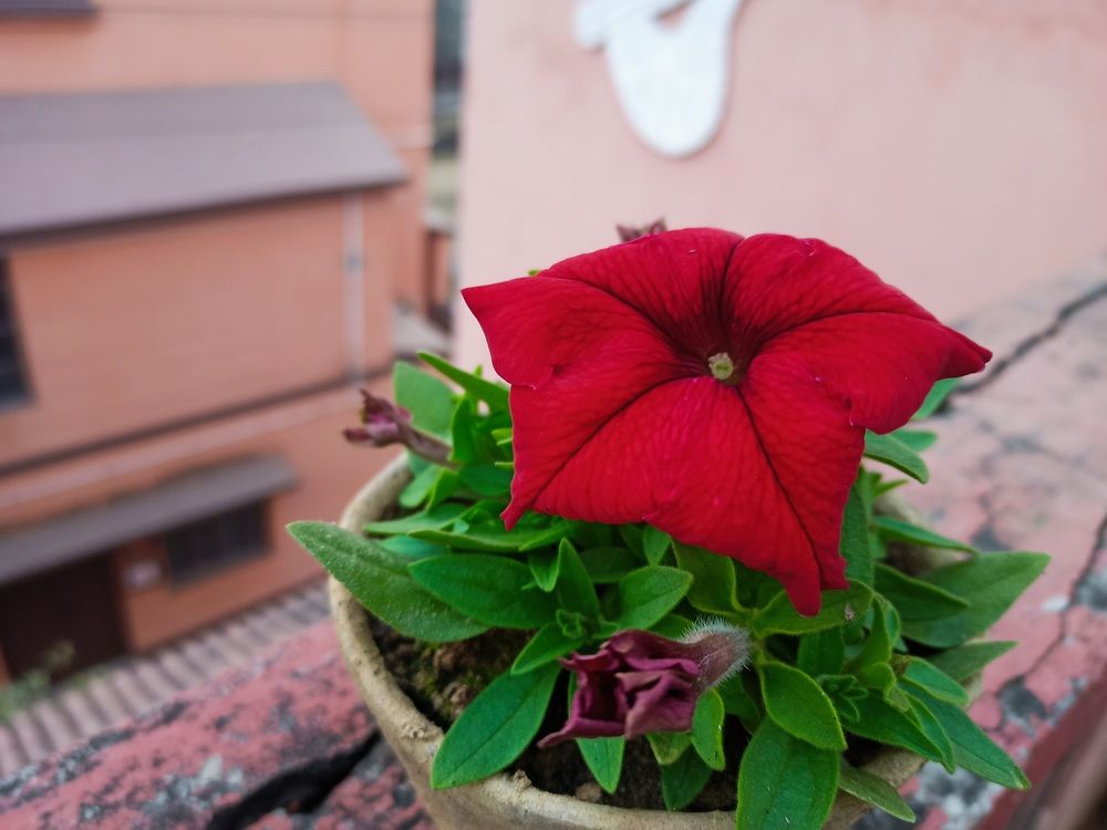 Photograph by Amit Bhattacharjee