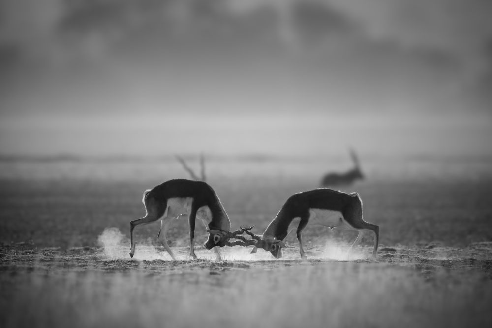 Фотография автора Raghu Iyer S