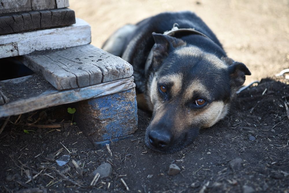Photograph by Василь Гареев