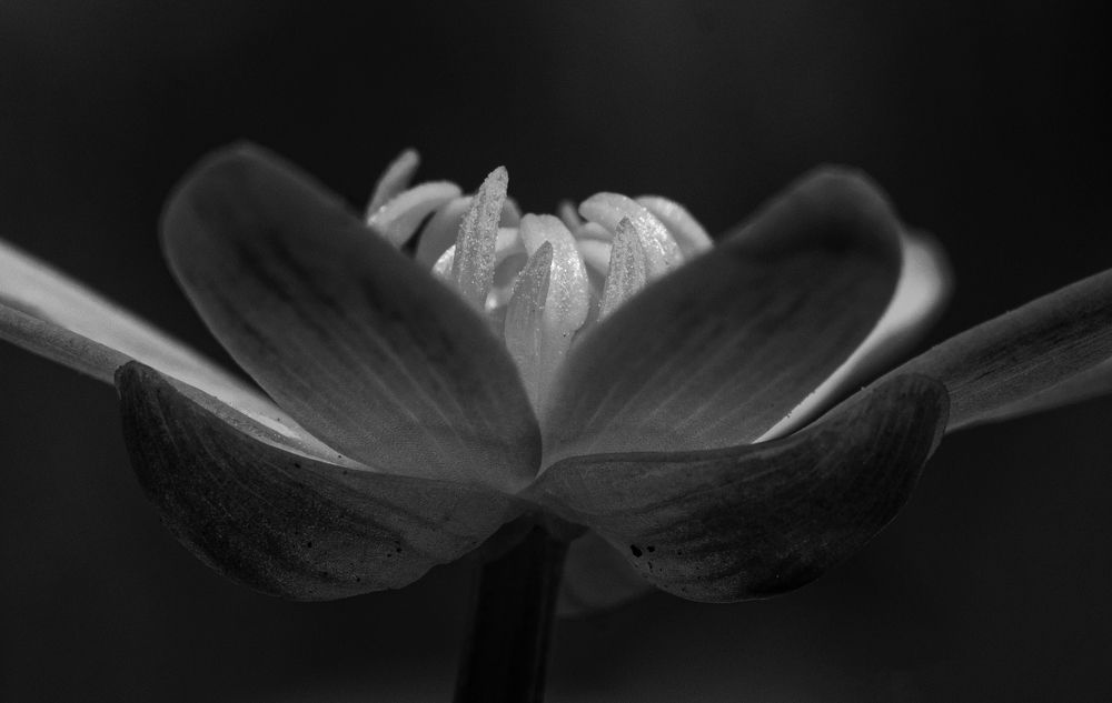 Photograph by Attiláné Gál