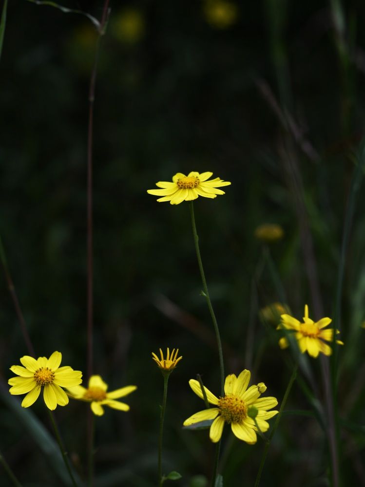 Photograph by Pavan Singh