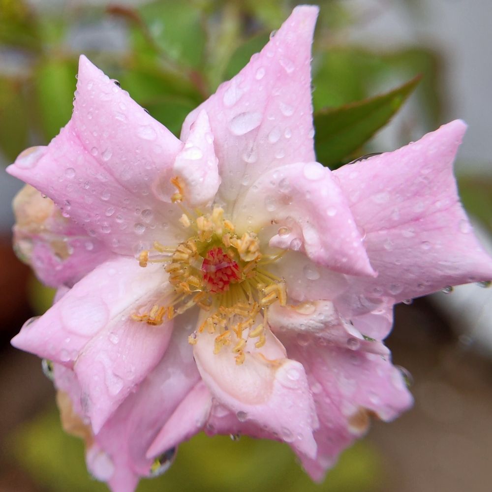 Water drop on white rose