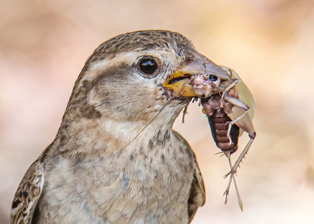 Фотография автора Sajeev Krishnan