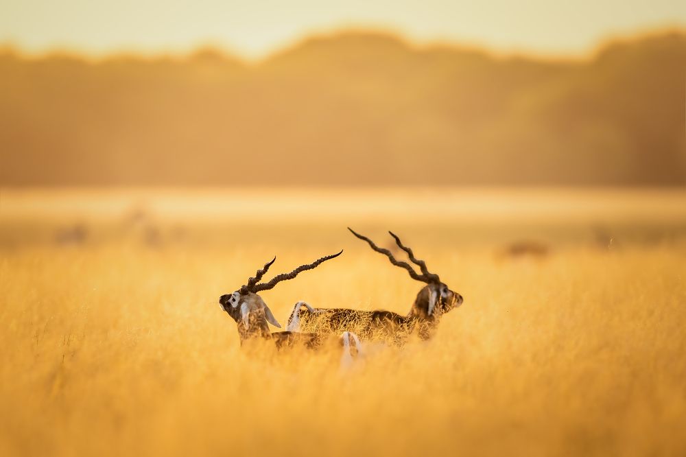 Фотография автора Raghu Iyer S