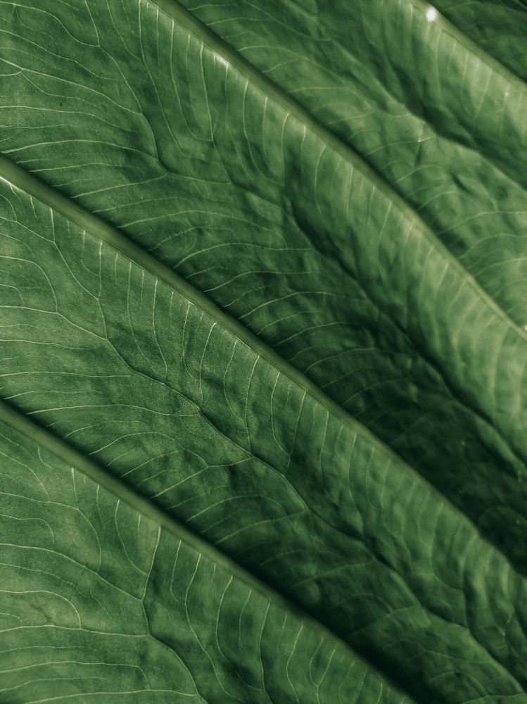 Photograph by The Cazpian