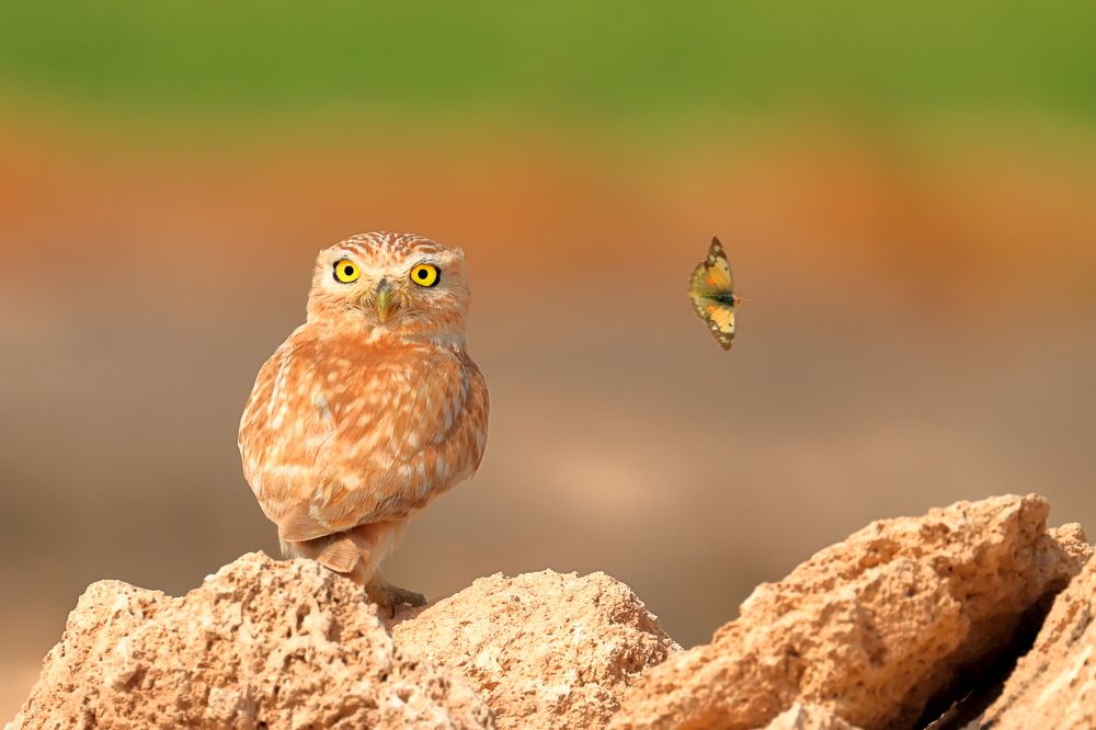 Little Owl 180 degree turn