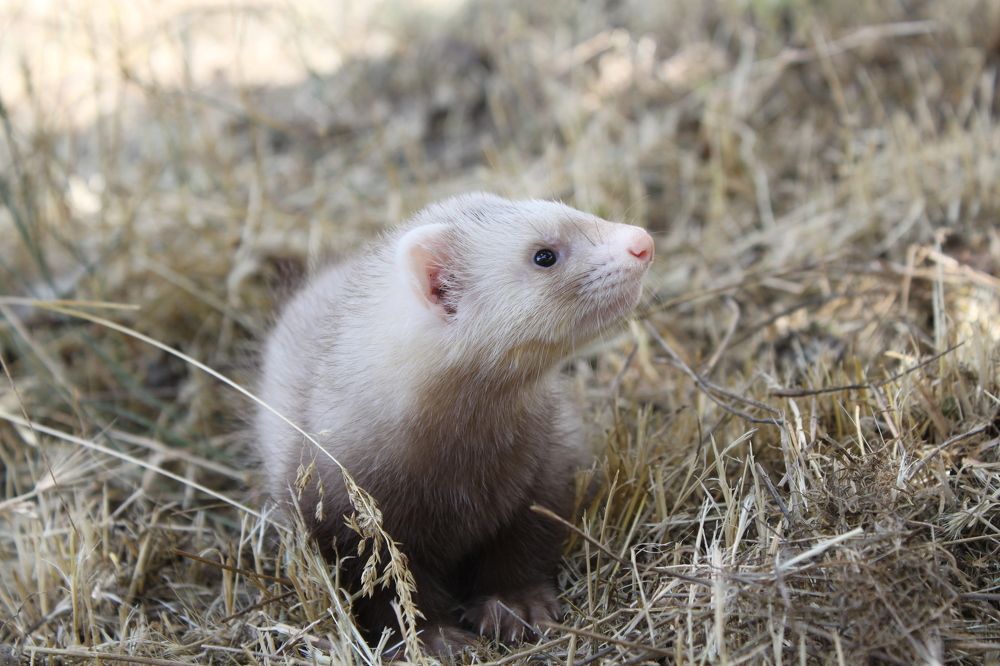 little ferret Farla