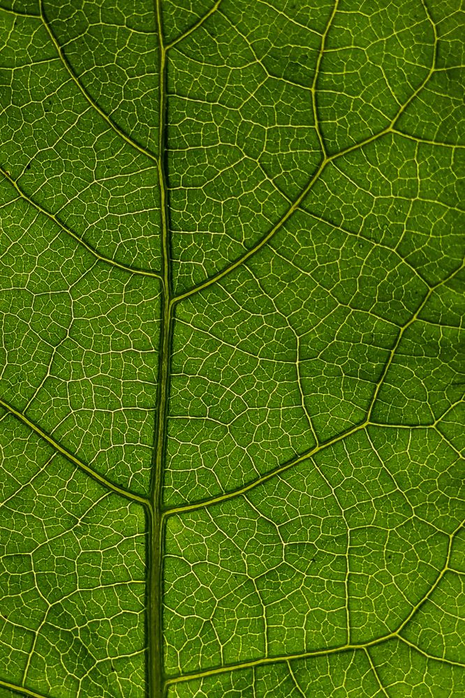 Leaf Nerves