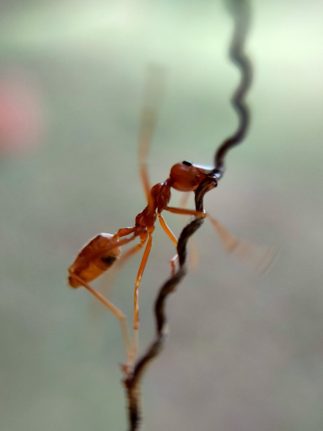 Hanging ant