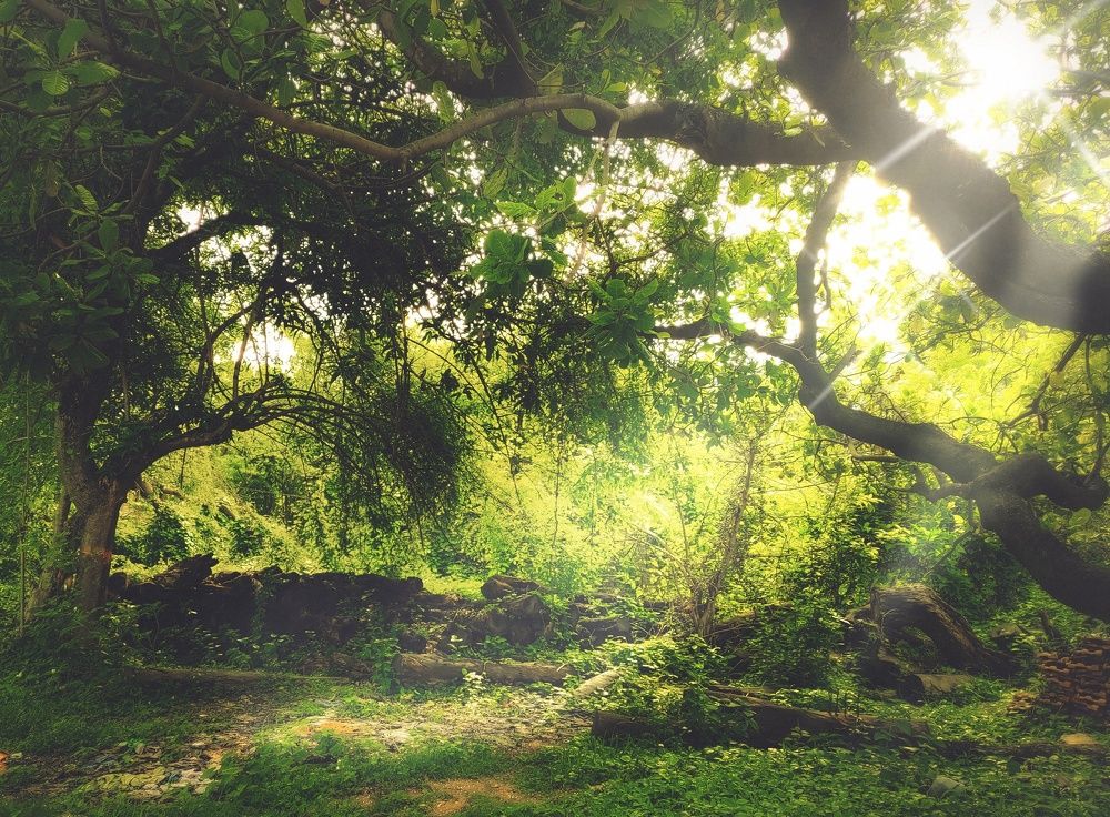 Photograph by Indranath Bauri