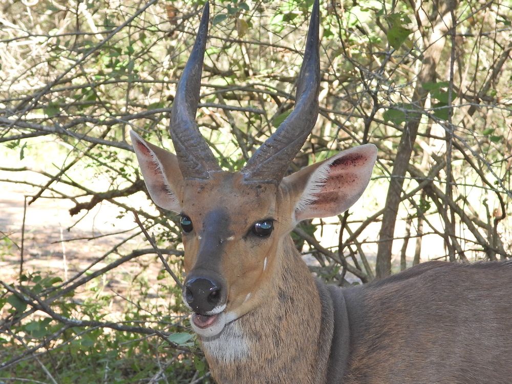 Photograph by Linette Bothma