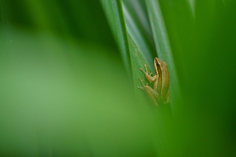 Common Green Frog
