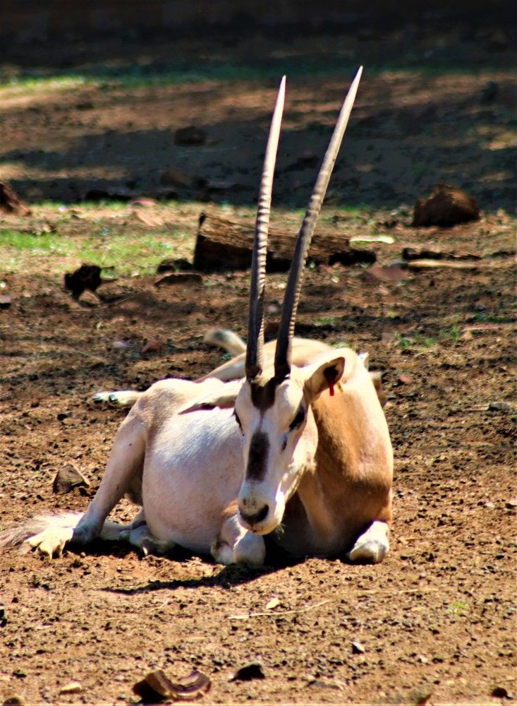 Photograph by Esmaeil Razaghi