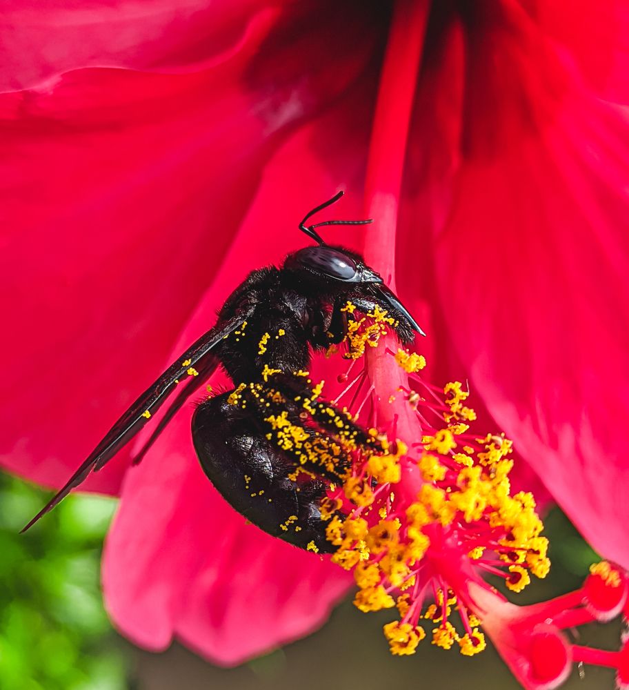 Entomophily
