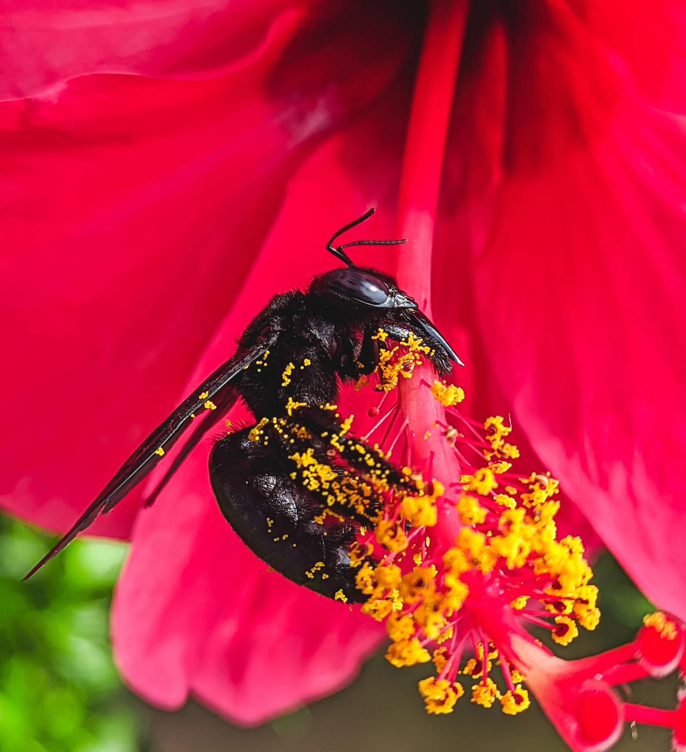 Entomophily