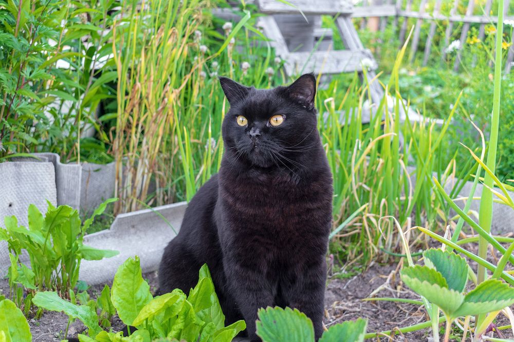 Взгляд змея ....