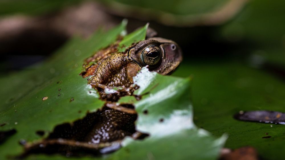 Photograph by Sharath giri