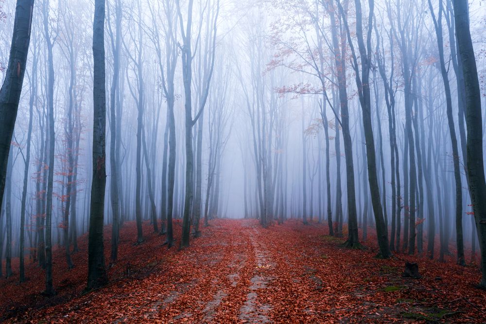 Foggy forest