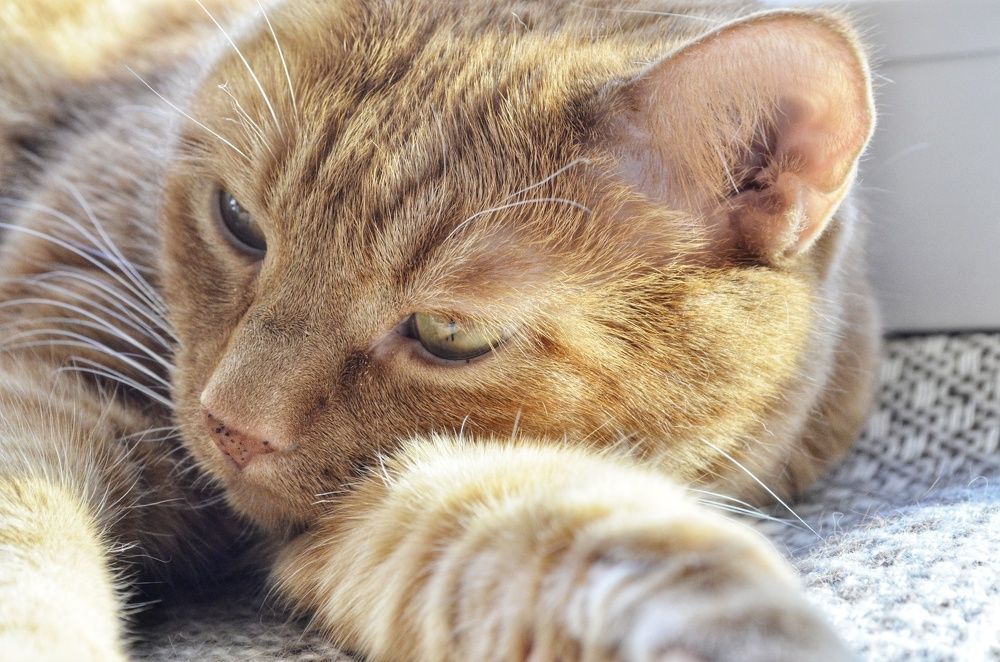 Фотография автора Евгения Снигирева