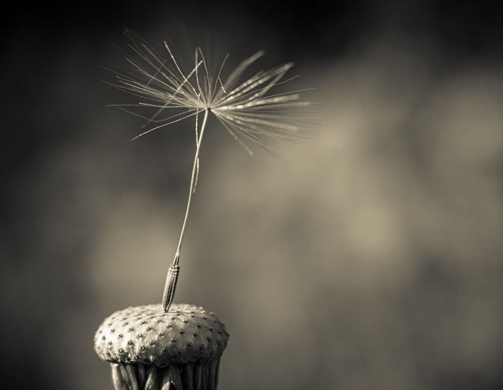 Фотография автора NIKOLAY KALININ